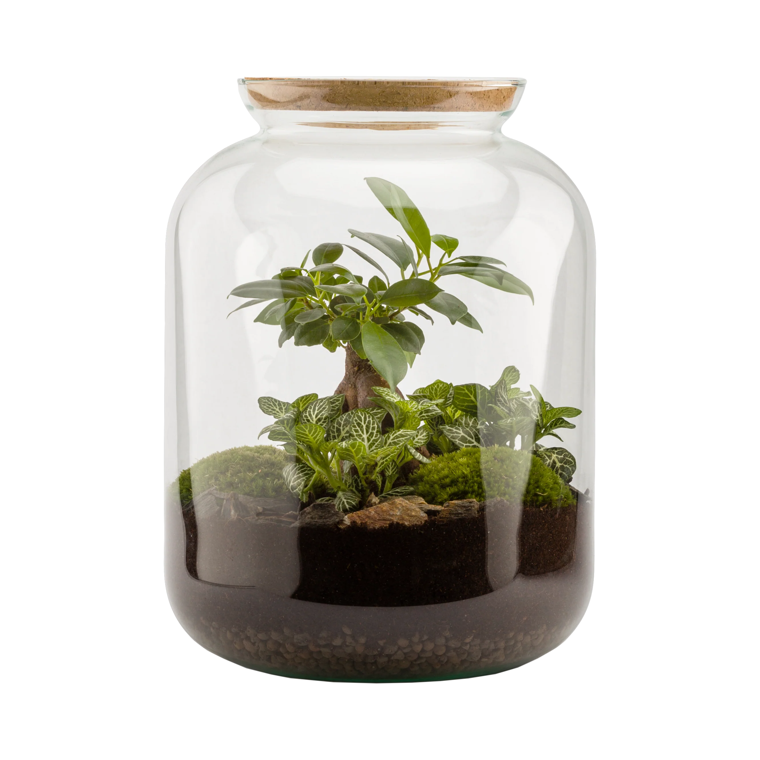 Miniatura 1